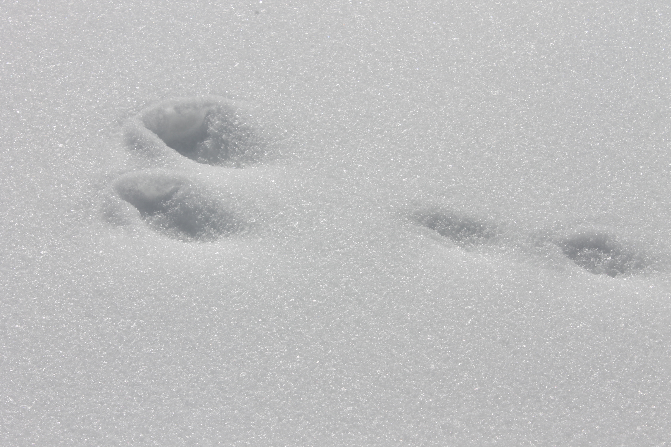 アニマルトラッキング